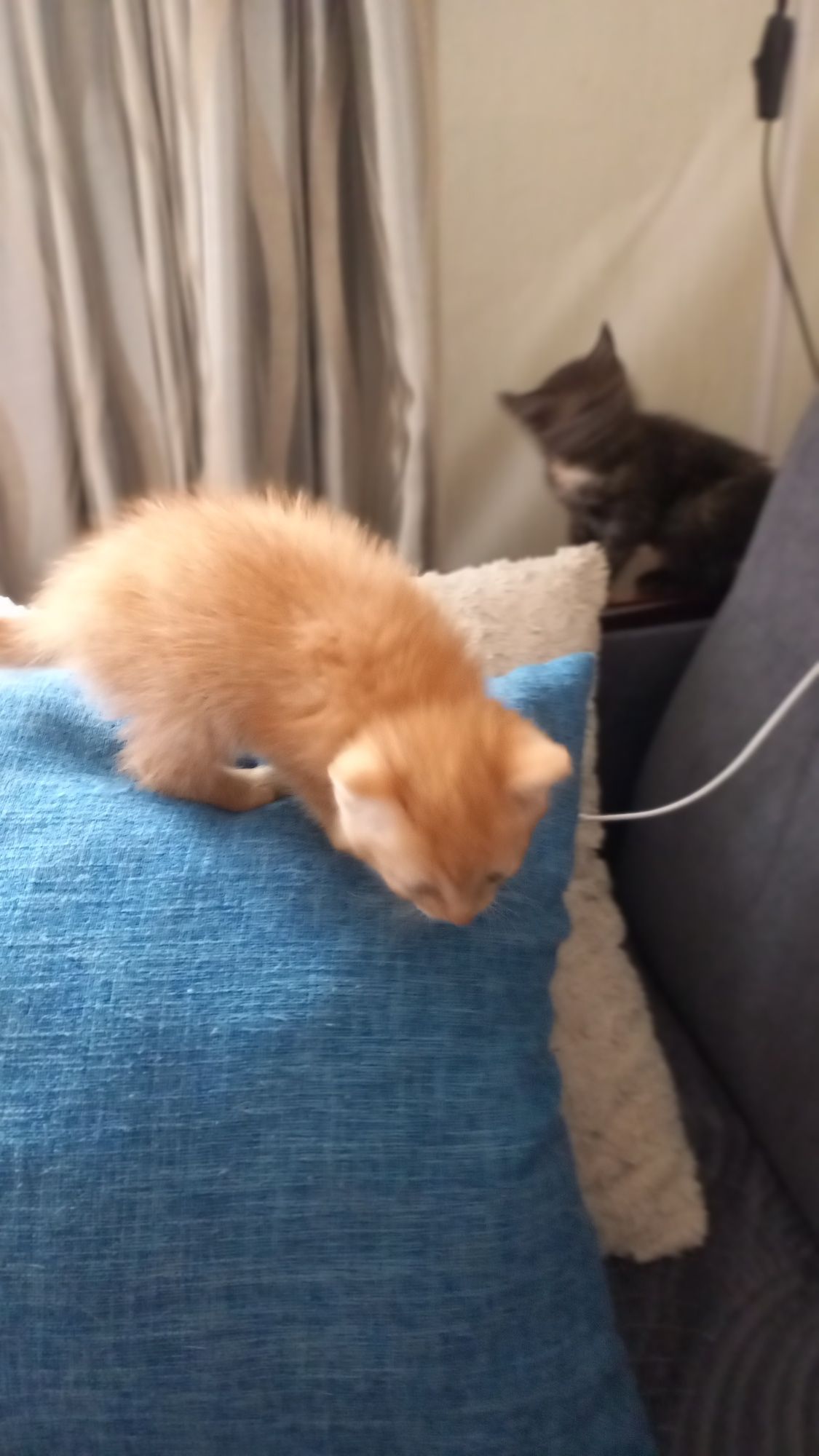 Отдам котят в заботливые руки