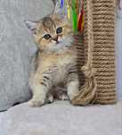 КоТик и коШечкА брИтаНскИе ТиГрЯши