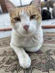 Котят милый,красивый