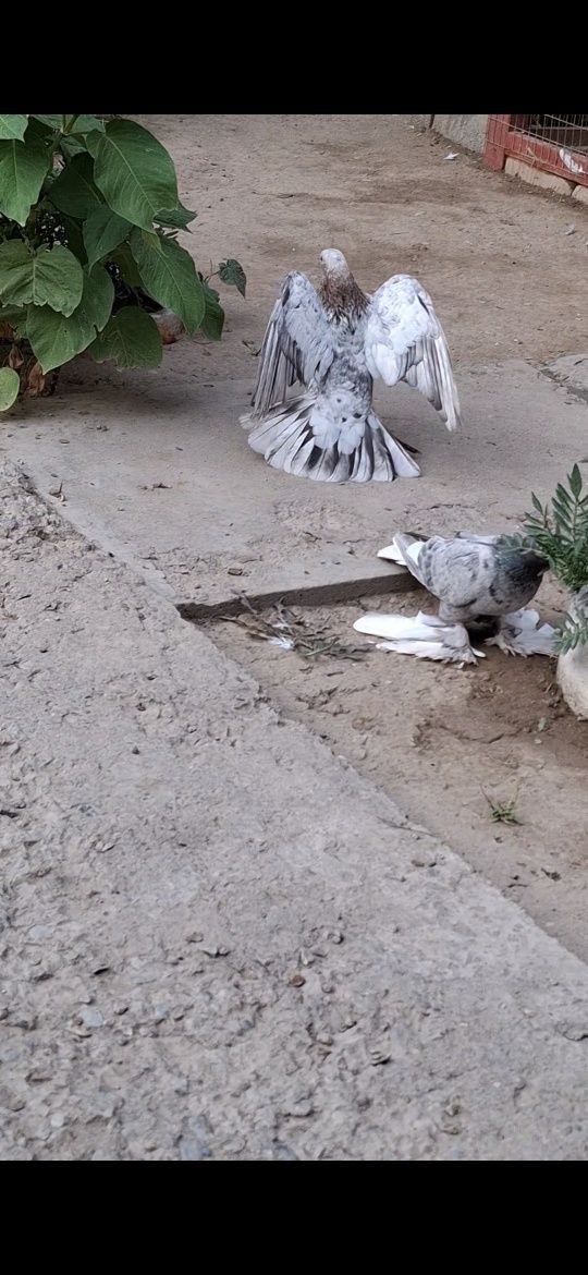 Голуби, Голуби. Иии