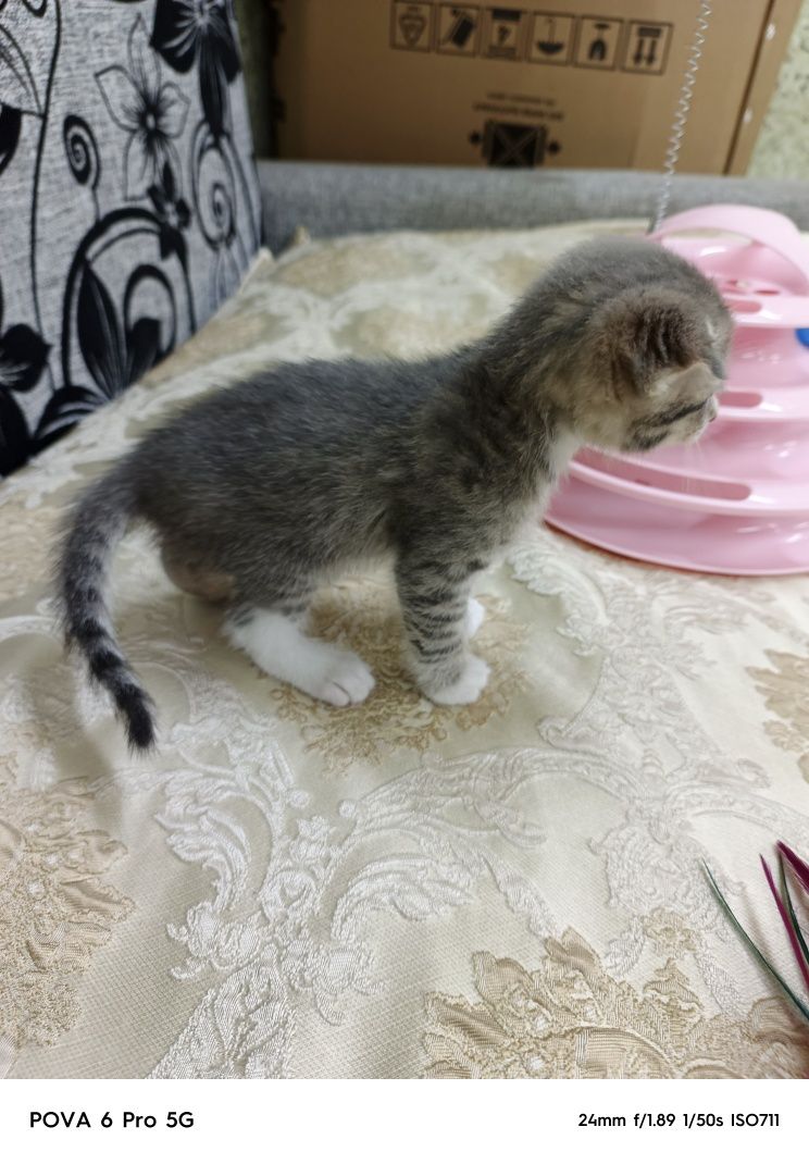 Отдам красивого вислоухого котёнка!