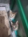 Отдам в добрые руки котят