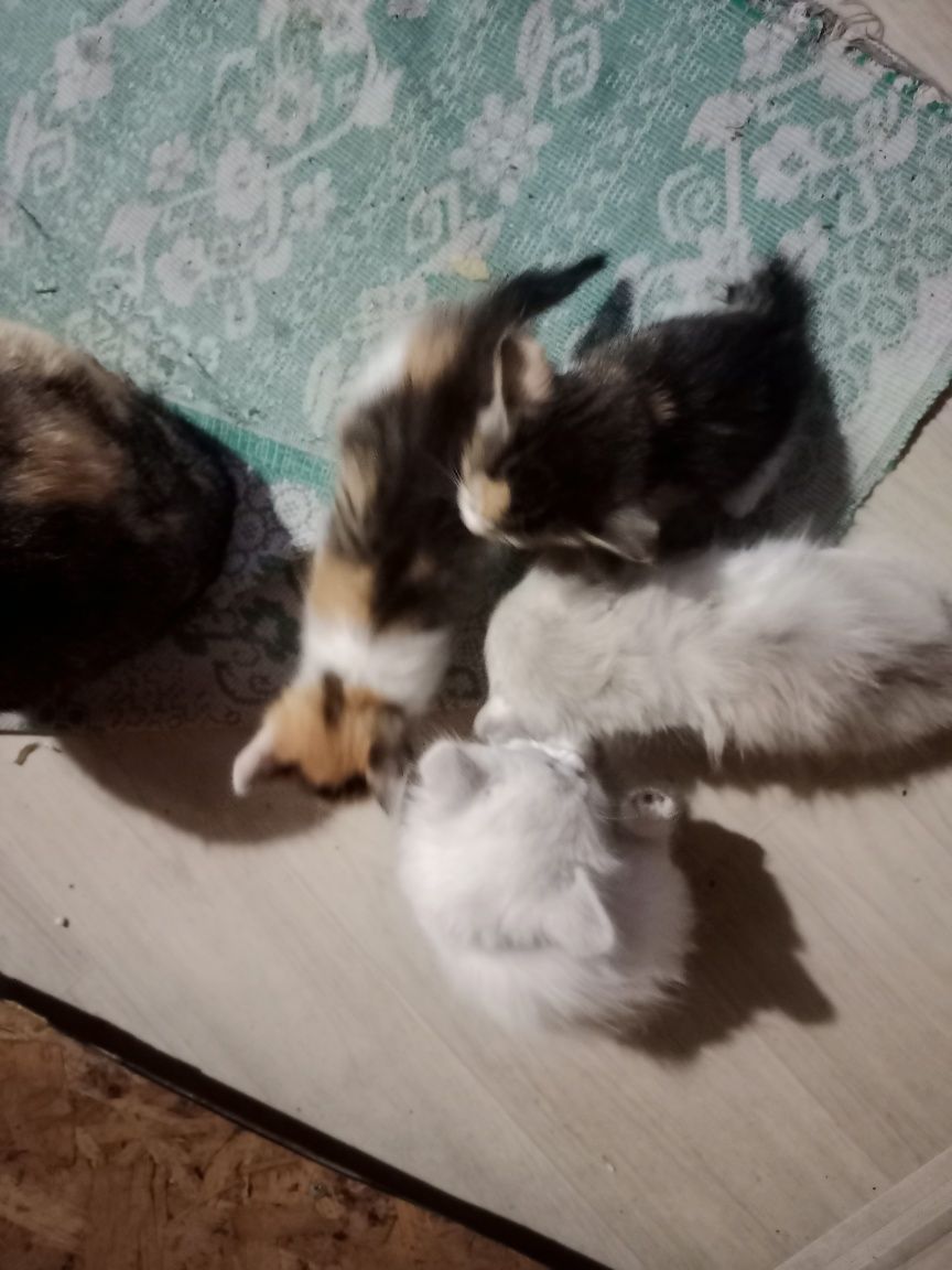 Котята умной кошки
