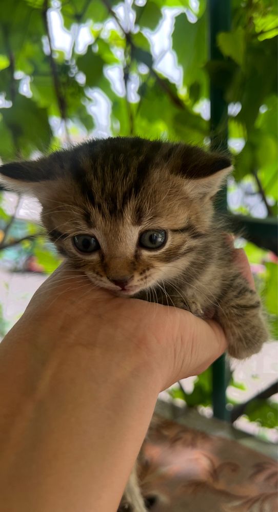 Котята 4 мальчика и 1 девочка