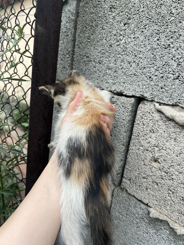 Милые котята