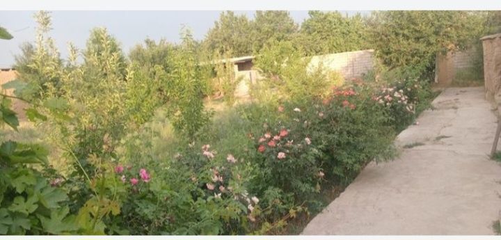 Сарыагаш Карлмакс уй сатылады