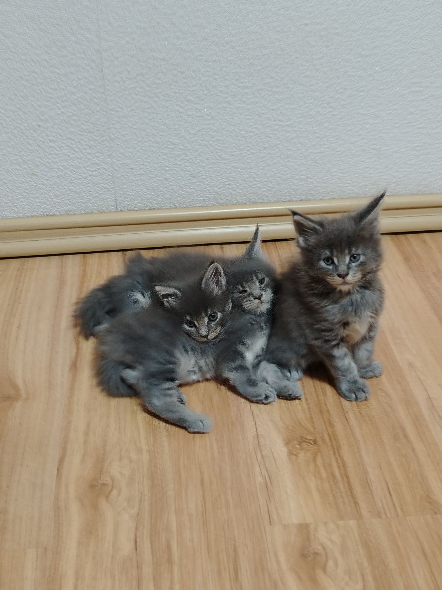 Котёнок Мейн-кун из питомника