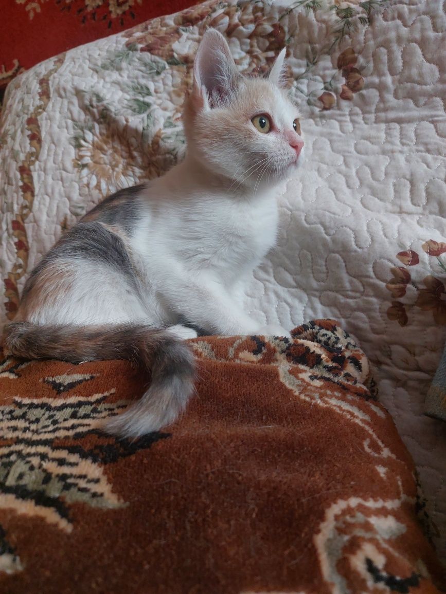 Котята и подросшие кошки