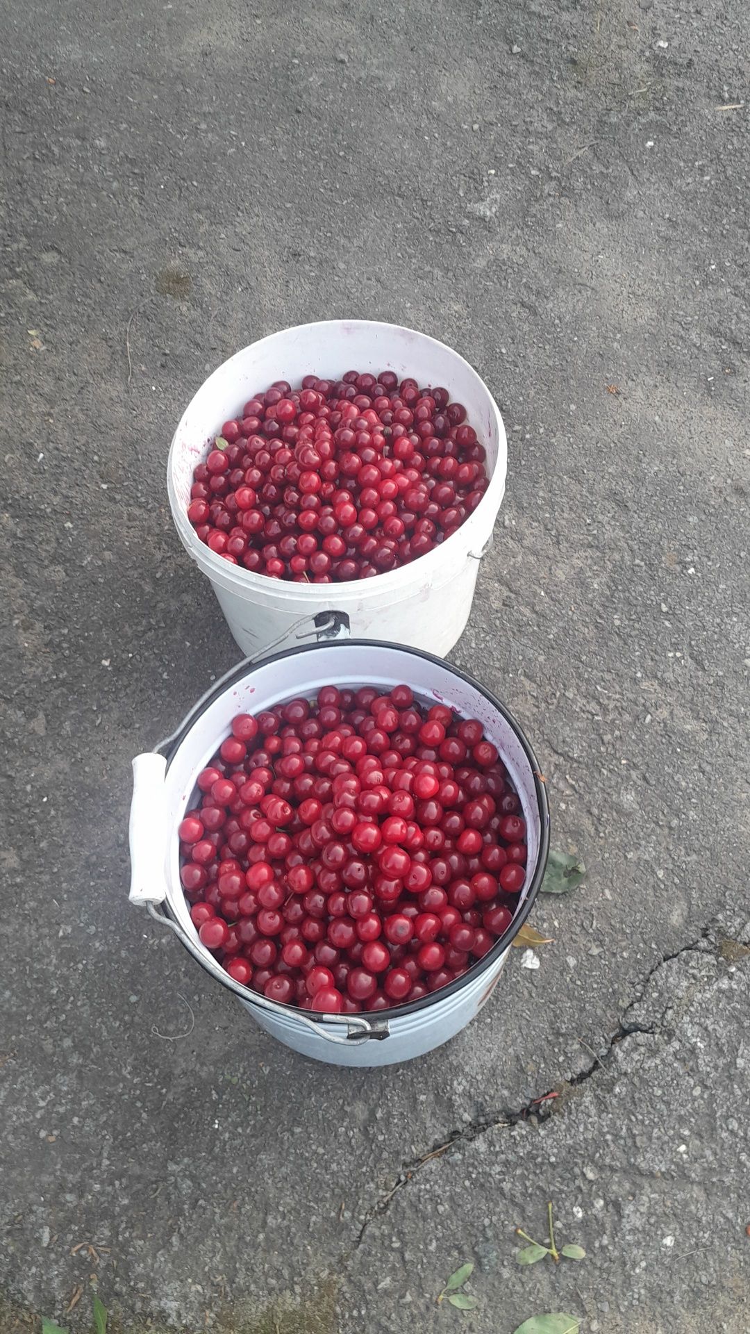 Продам вишню содовую