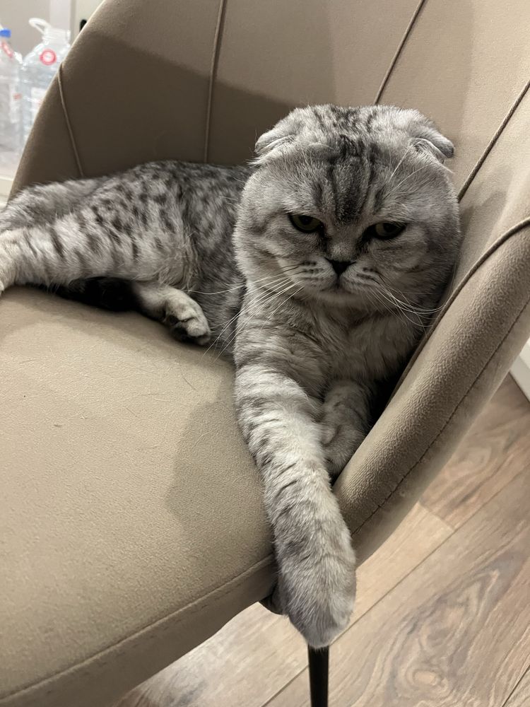 Отдам котенка в хорошие руки