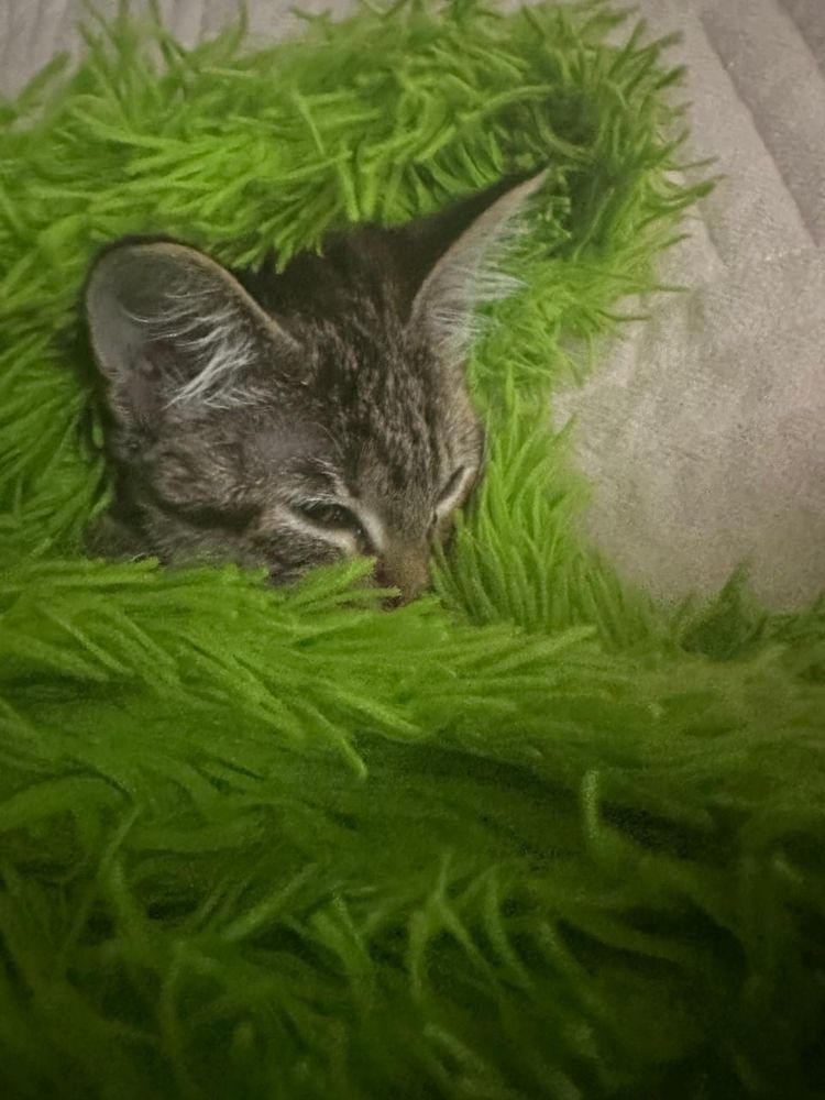 Отдам котенка в добрые руки