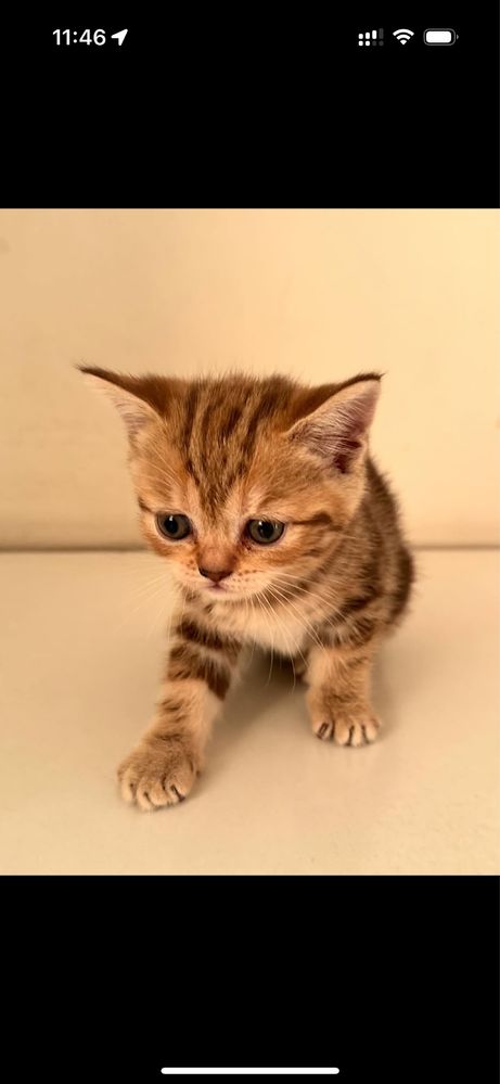 Котята шотландские