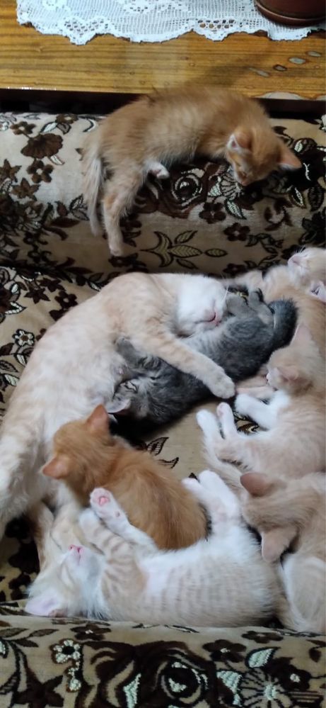 КОТЯТА: 4 мальчика/ 4 девочки Отдаём в хорошие руки! Бесплатно