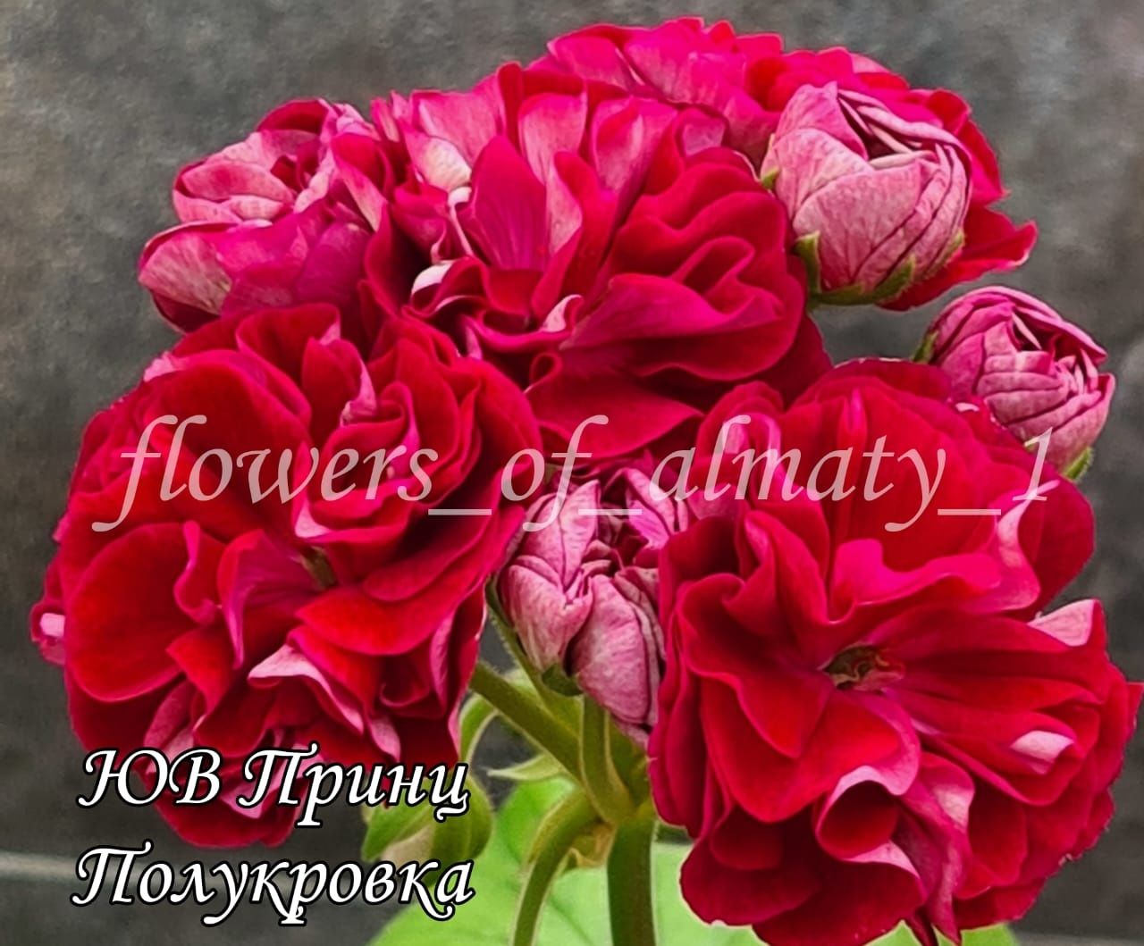 Пеларгонии коллекционные