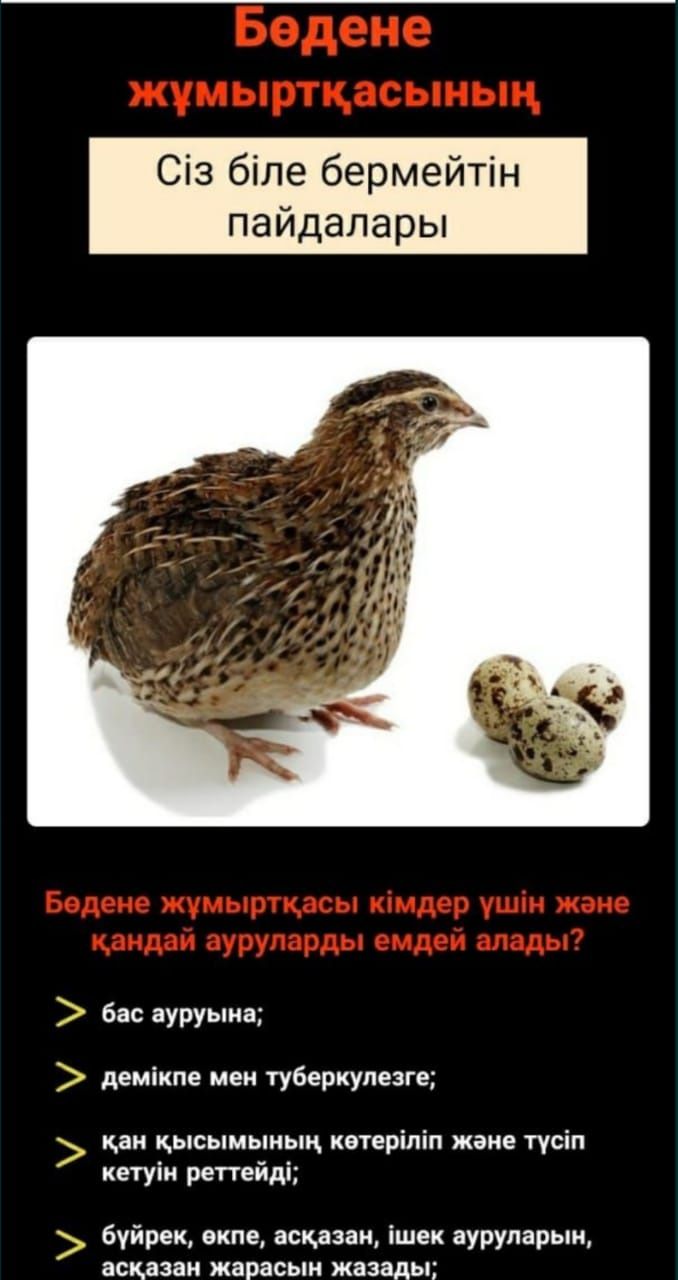 Емге бөдене еті. Мяса перепелов