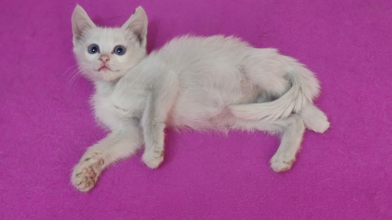 Ищет маму котенок!