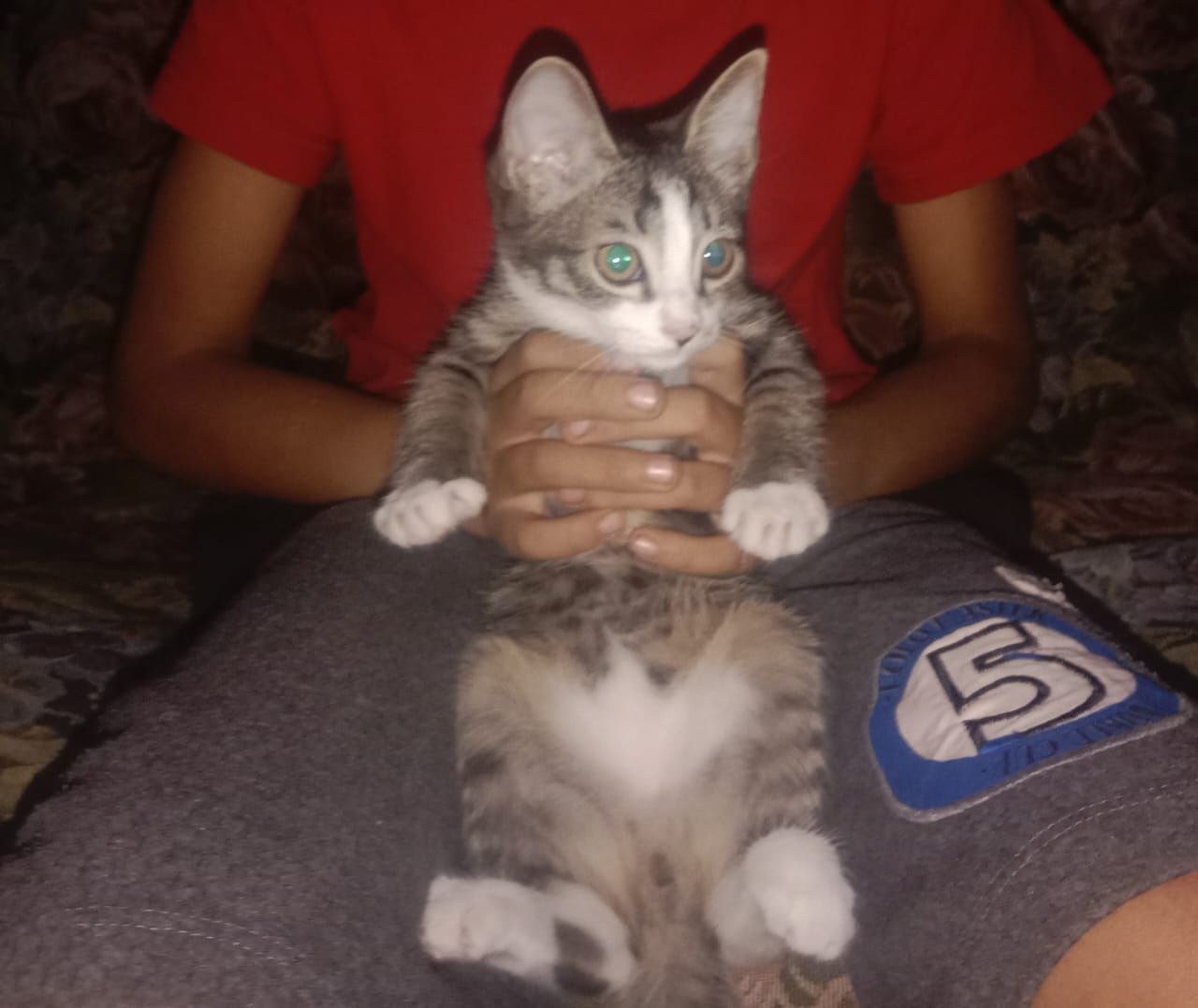 Котята в хорошие руки.