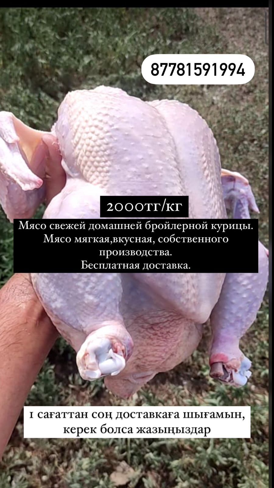 Мясо домашних бройлеров