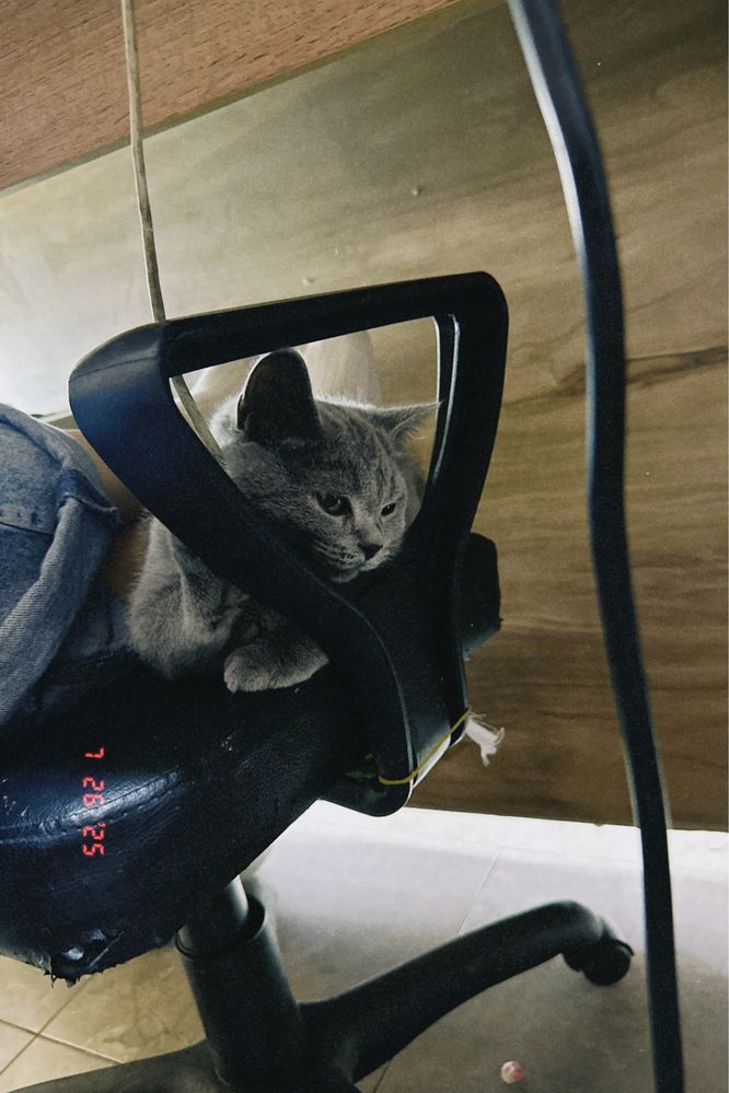 Продоёться британский кот