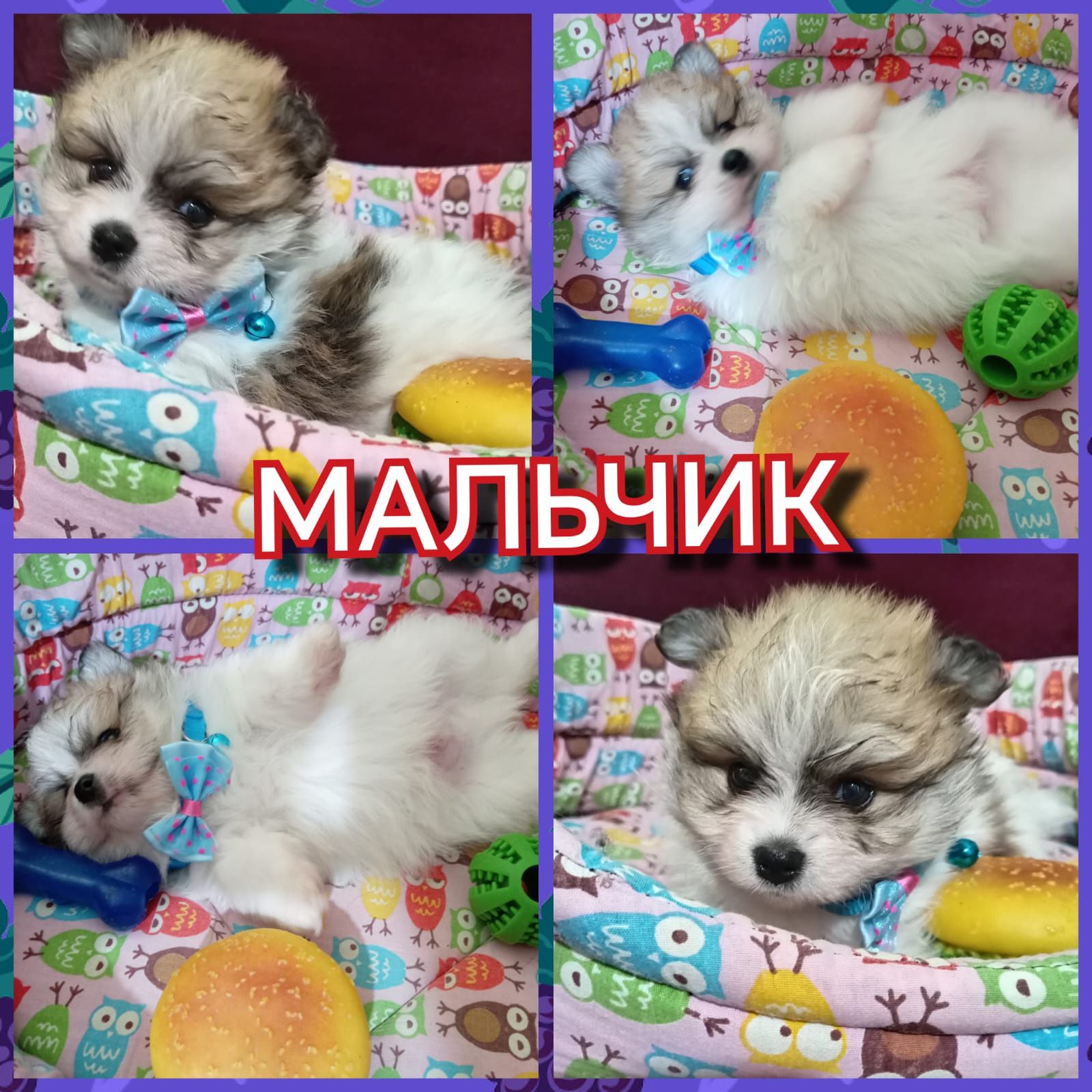 Померанские шпицы миники разного окраса.Возраст 1 месяц.Цена 120000