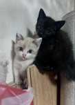 отдам котят в хорошие руки