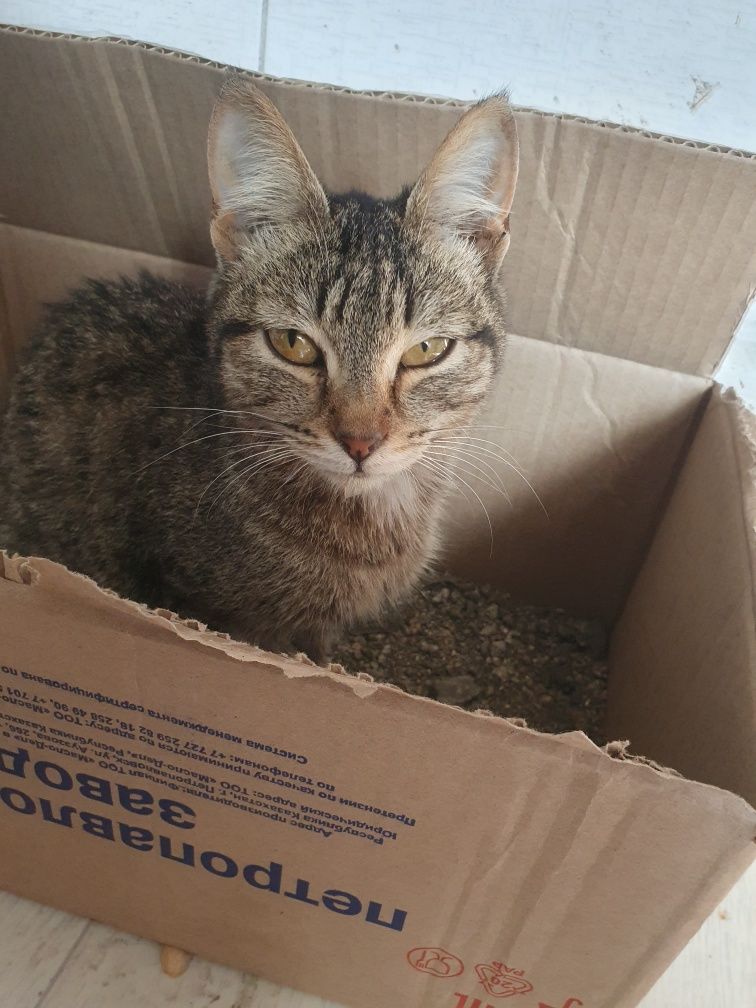 Отдам котенка в добрые