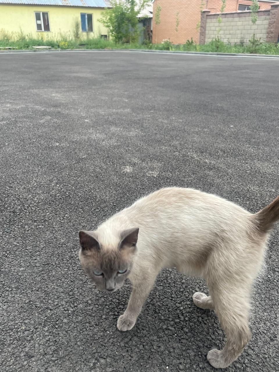 Кошка с котятами ищет нового хозяина