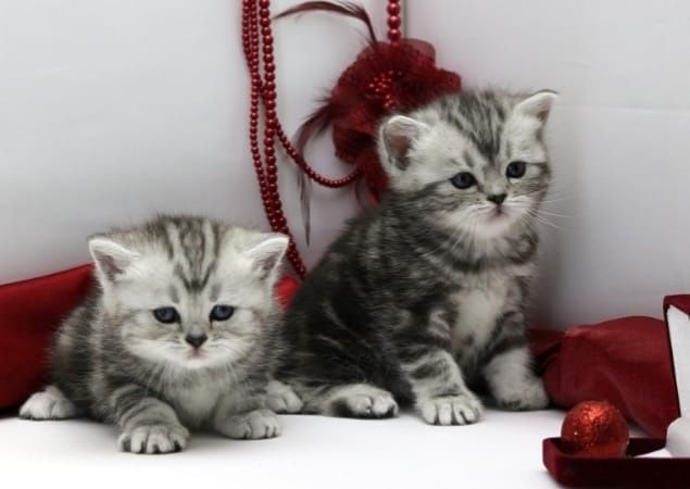 Котята чистокровные