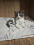 Отдам котёнка девочка