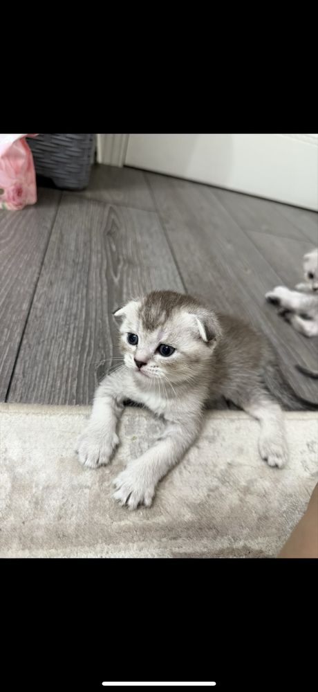 Шотландский вислоухий котенок