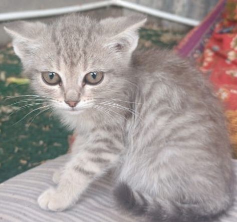 Отдам бесплатно котят мальчиков с доставкой по городу Жезказган.