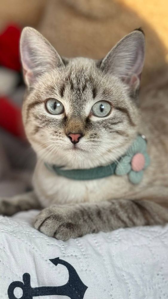 Отдам котенка(кошка)