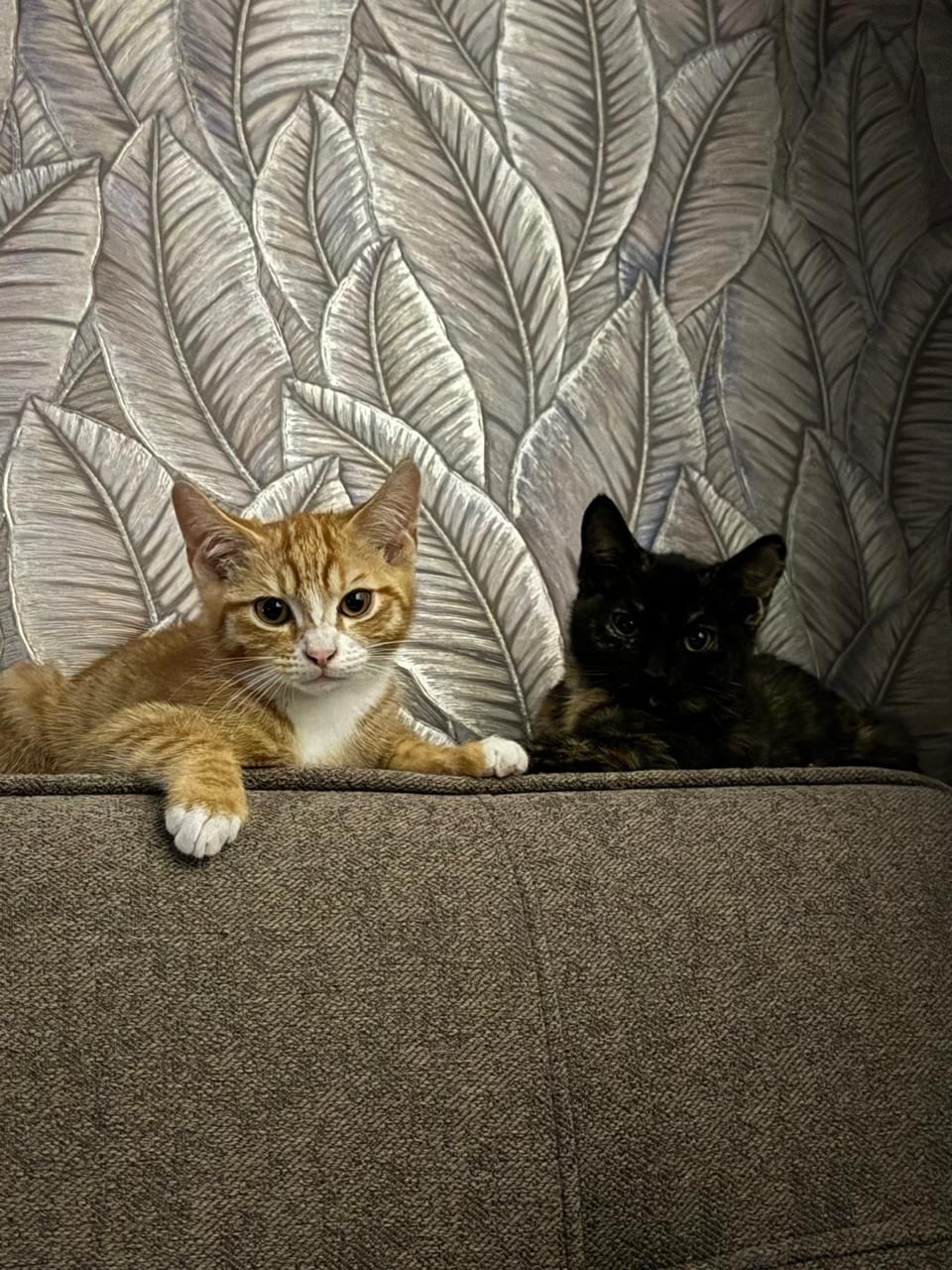 Отдам красивых котят в хорошие руки