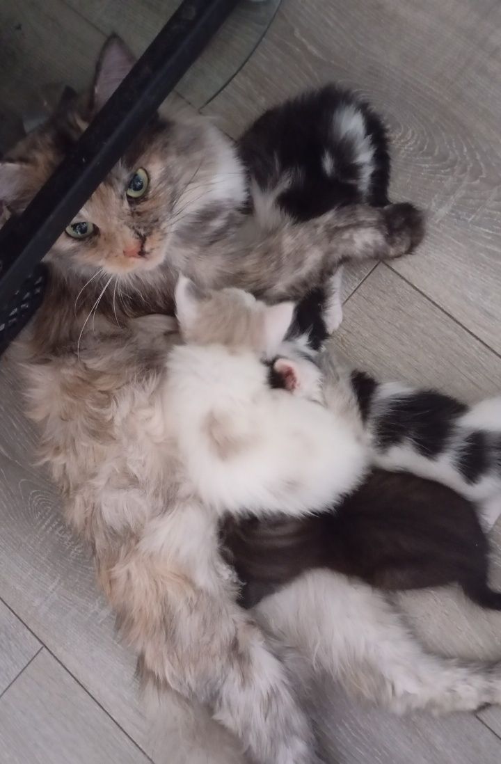 Отдам котят в добрые руки