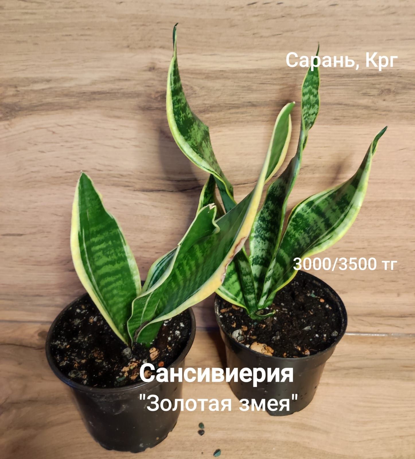 Алоказия, пальма, крестовник
