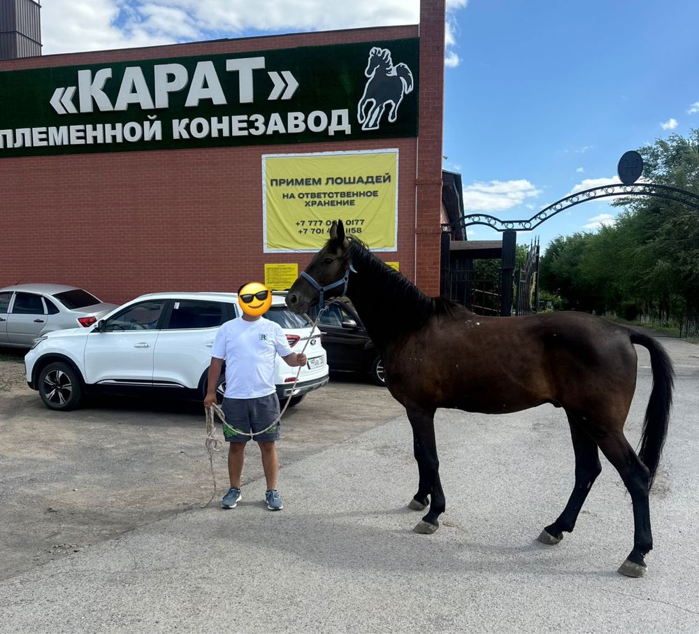 Лошадь ахалтеке в павлоларе