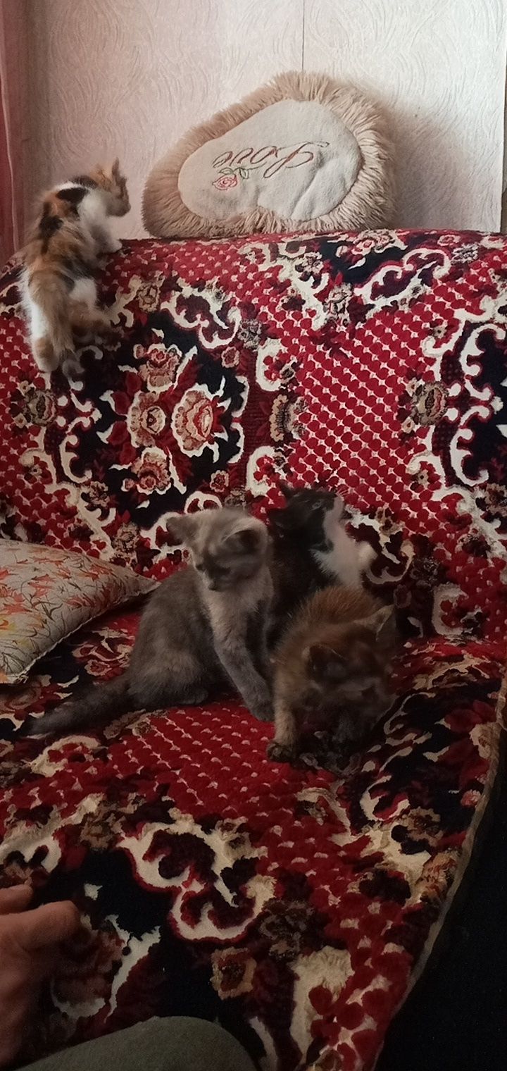 Отдам котят в хорошие руки