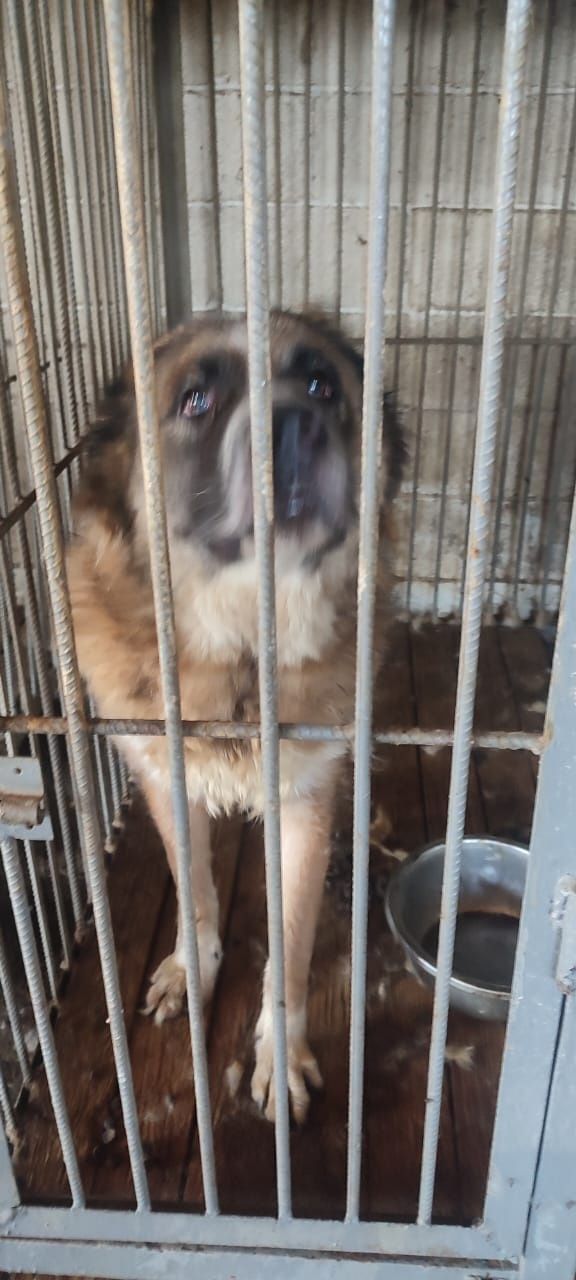 Спасите хоть одну душу с отлова