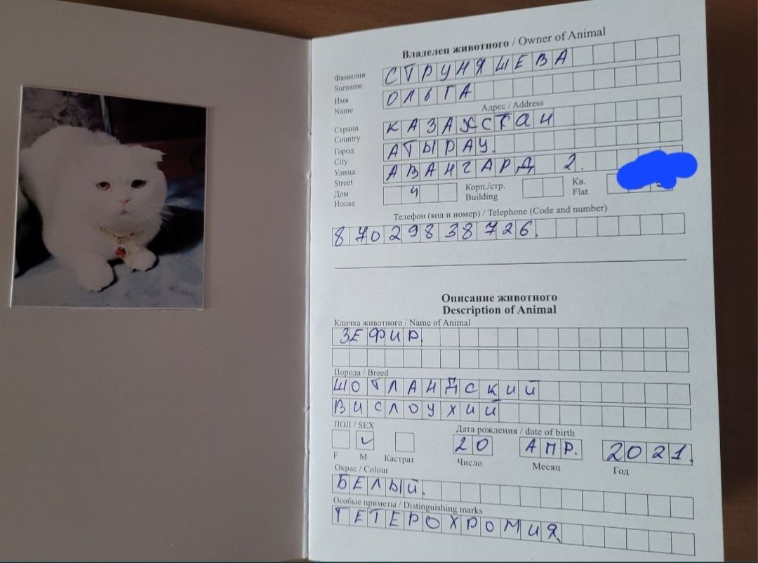 Вязка кот шотландский вислоухий