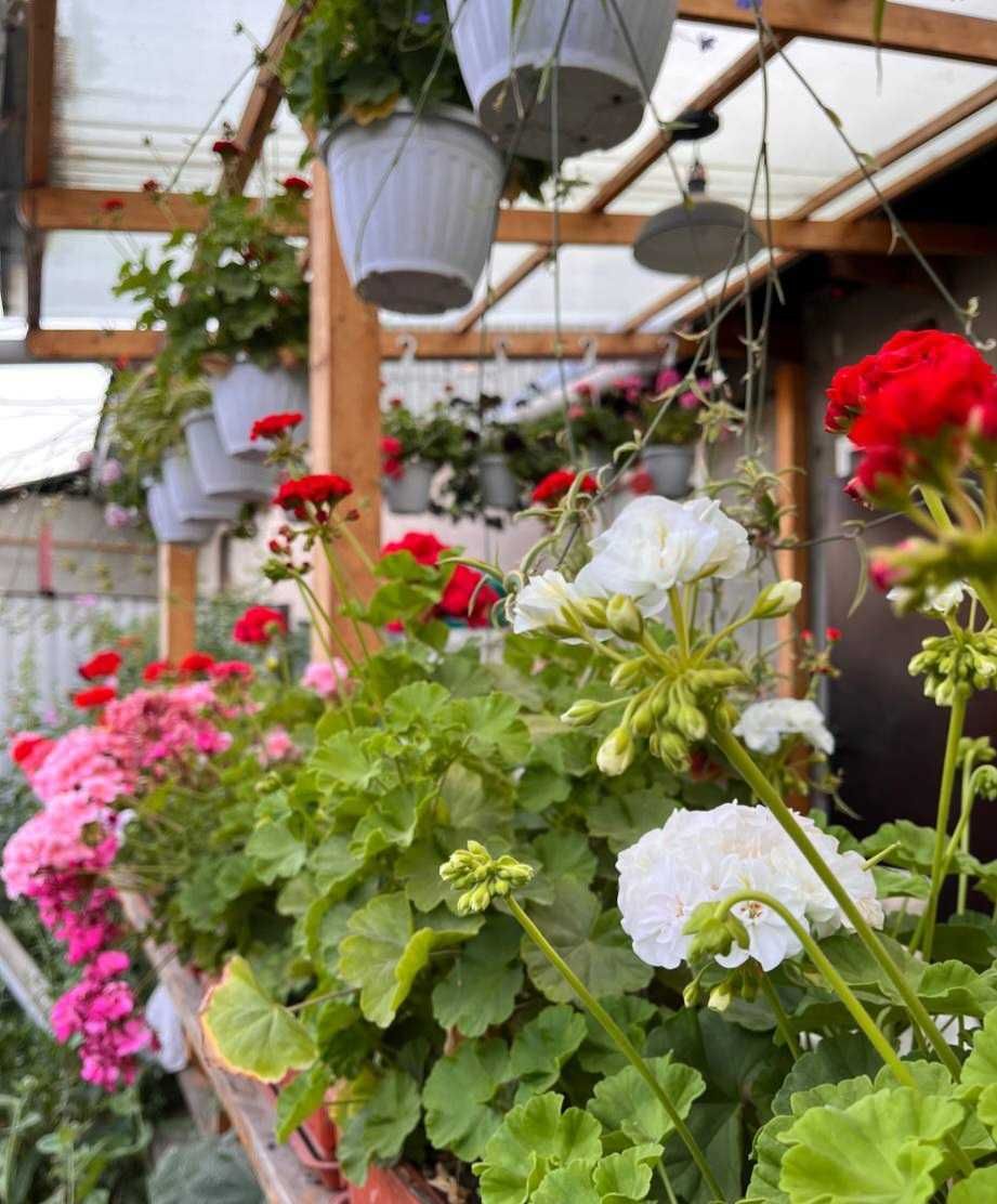 Продам комнатные цветы (герань/пеларгонию)