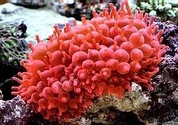 Морская рыбка кораллы морской аквариум оборудование