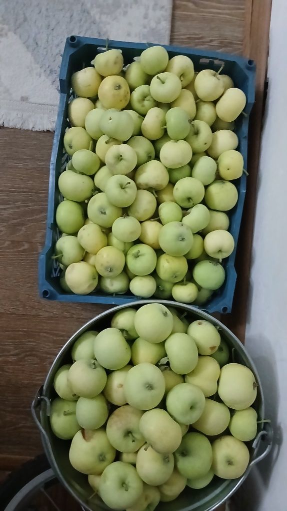 Яблоки почти даром.