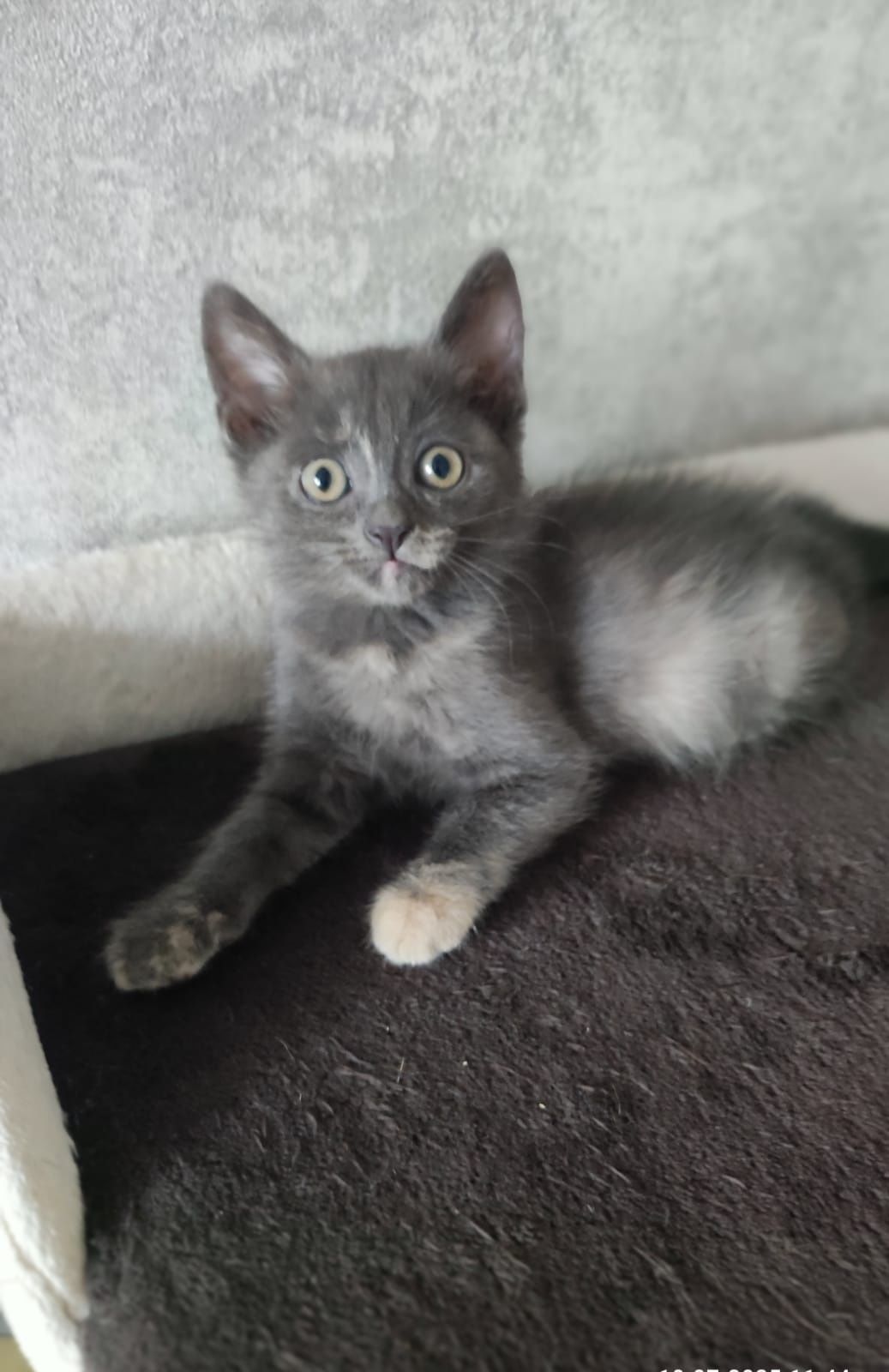 Кошечка котёнок в добрые ручки