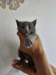 Отдам красивого котёнка 1.5 месяца