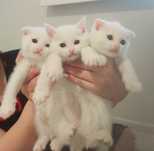 Белые Шотландские котята