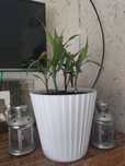 Драцена Сандера (бамбук счастья \ Lucky Bamboo)