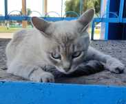 Кошечка, милая, молоденькая, полупородистая кошка