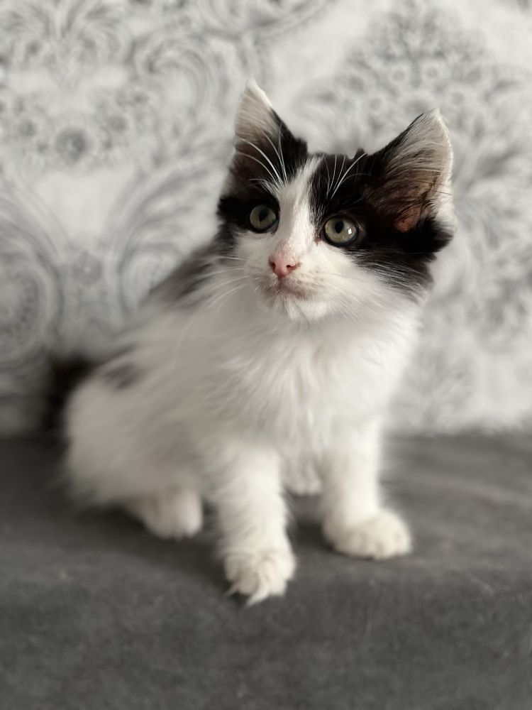 Котенок в хорошие руки
