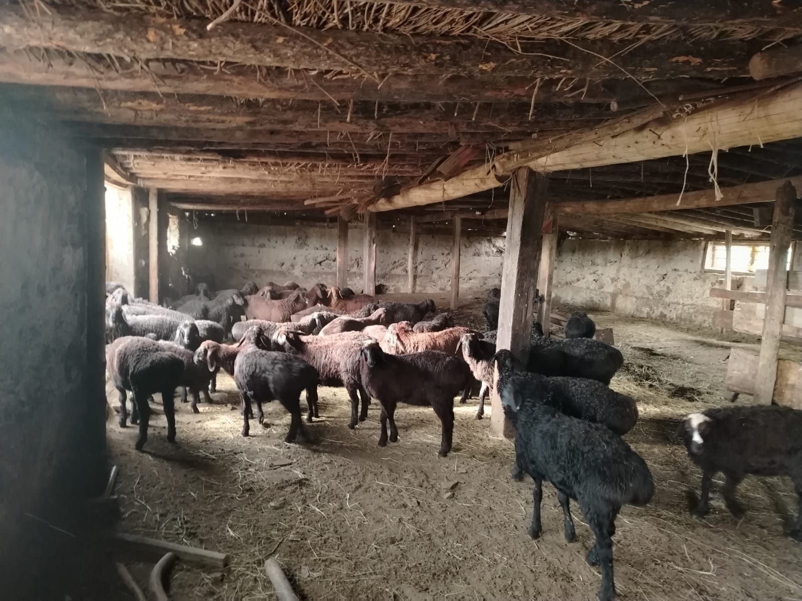 3=4 айлык кошкарлар таза гиссар