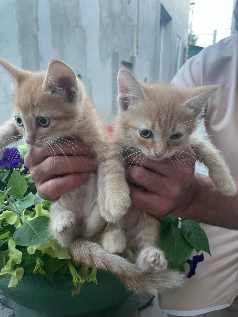 Отдам котят в хорошие руки